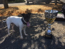 Best in Show! Regional de France / Bretagne Best in Show! Regional de France / Bretagne