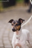pet-photography.pl pet-photography.pl