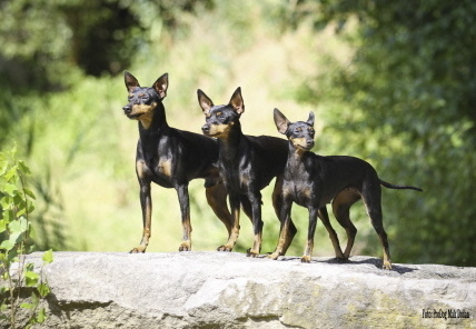Cosmo; Chilli u. Katy (Englsih Toy Terrier)