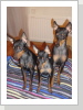 Remus; Leilah; Sirius Remus; Leilah; Sirius