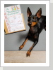 Platz 4 für Jamie v. über 30 Hunden! Bravo!! Platz 4 für Jamie v. über 30 Hunden! Bravo!!