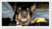 ...zzzhhhh...Jasper im Tiefschlaf ...zzzhhhh...Jasper im Tiefschlaf