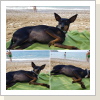 Japer entspannt am Meer Japer entspannt am Meer